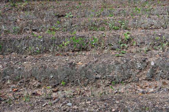Plantação de coca em nosso hotel em Coroico, região dos yungas, na Bolívia